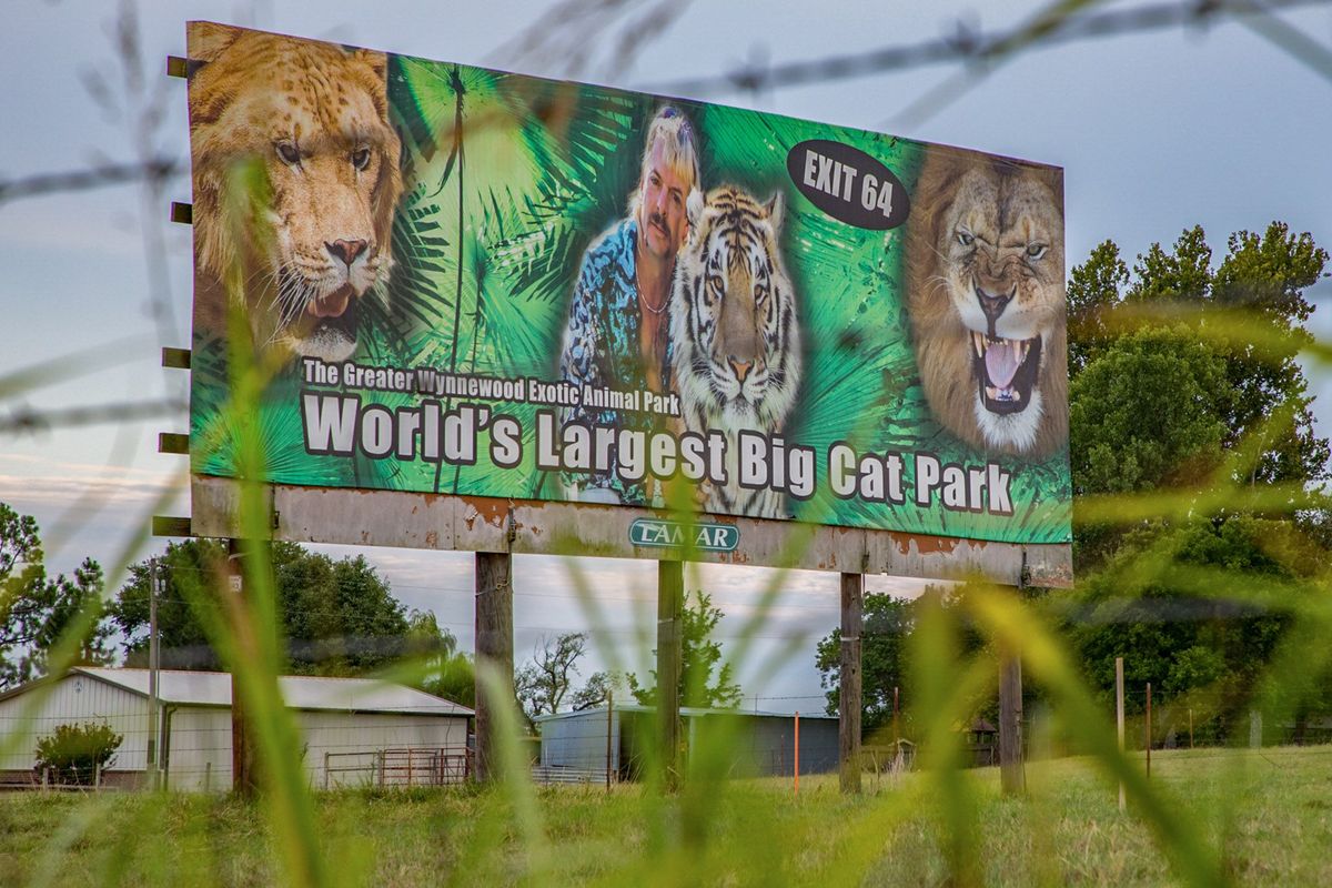 Een federale rechter heeft bevolen dat Greater Wynnewood Zoo GW Zoo een beruchte attractie in Oklahoma die bekend werd dankzij de NetflixserieTiger King moet worden overgedragen aan de Big Cat Rescue van Carole Baskin