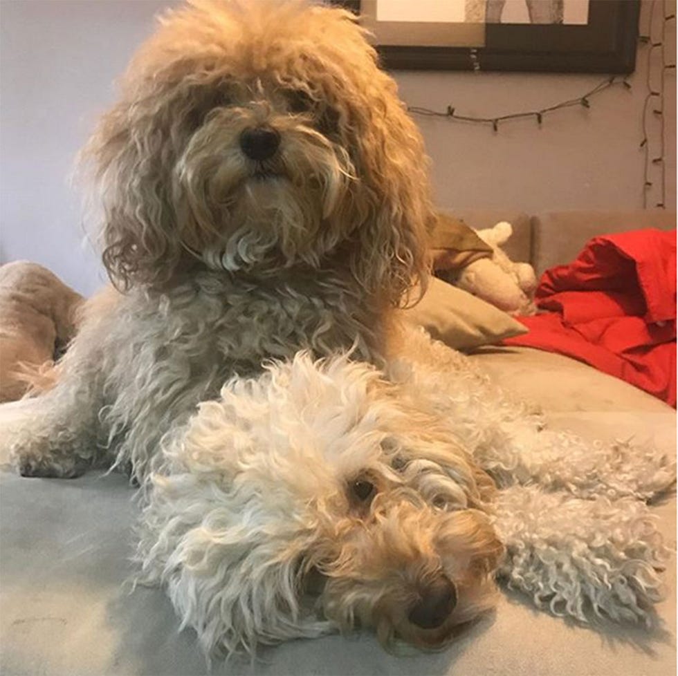Joe y Juanita, los perros de Bibiana Fernández y Laura Sánchez son novios