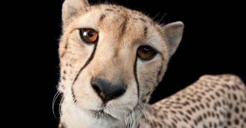 National GeographicfotograafJoel Sartoremaakte deze foto van een drie jaar oude cheeta in het kader van zijn projectPhoto Ark De kracht van de fotografie moet mensen motiveren om soorten te beschermen die mogelijk niet meer bestaan bij het ingaan van de volgende eeuw Sinds het begin van het project heeft Sartore meer dan 10000 portretten gemaakt van soorten die wereldwijd in dierentuinen en reservaten leven