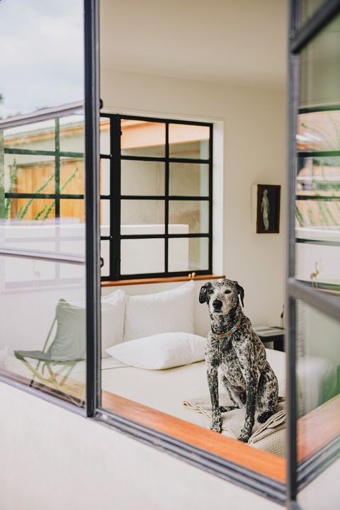 modern bedroom with dog in window