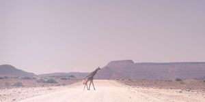 Desert, Natural environment, Wadi, Sand, Landscape, Ecoregion, Wildlife, Makhtesh, Camel, Road, 