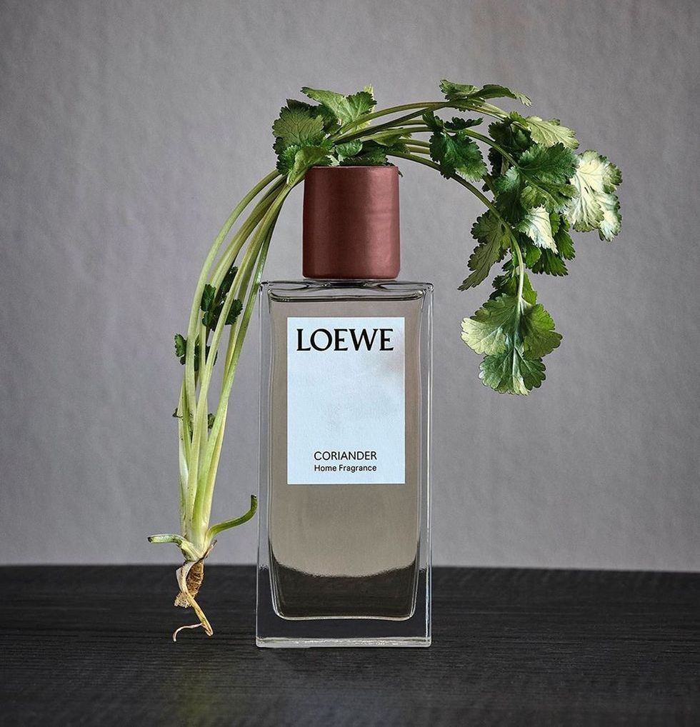 Loewe香菜香水台灣終於上市！令人上癮的香菜、大麻蠟燭等11款驚喜植物