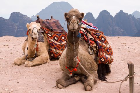 Camel Trekking in Jordan 