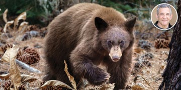 alta live the battle over tahoe’s black bears with jordan fisher smith
