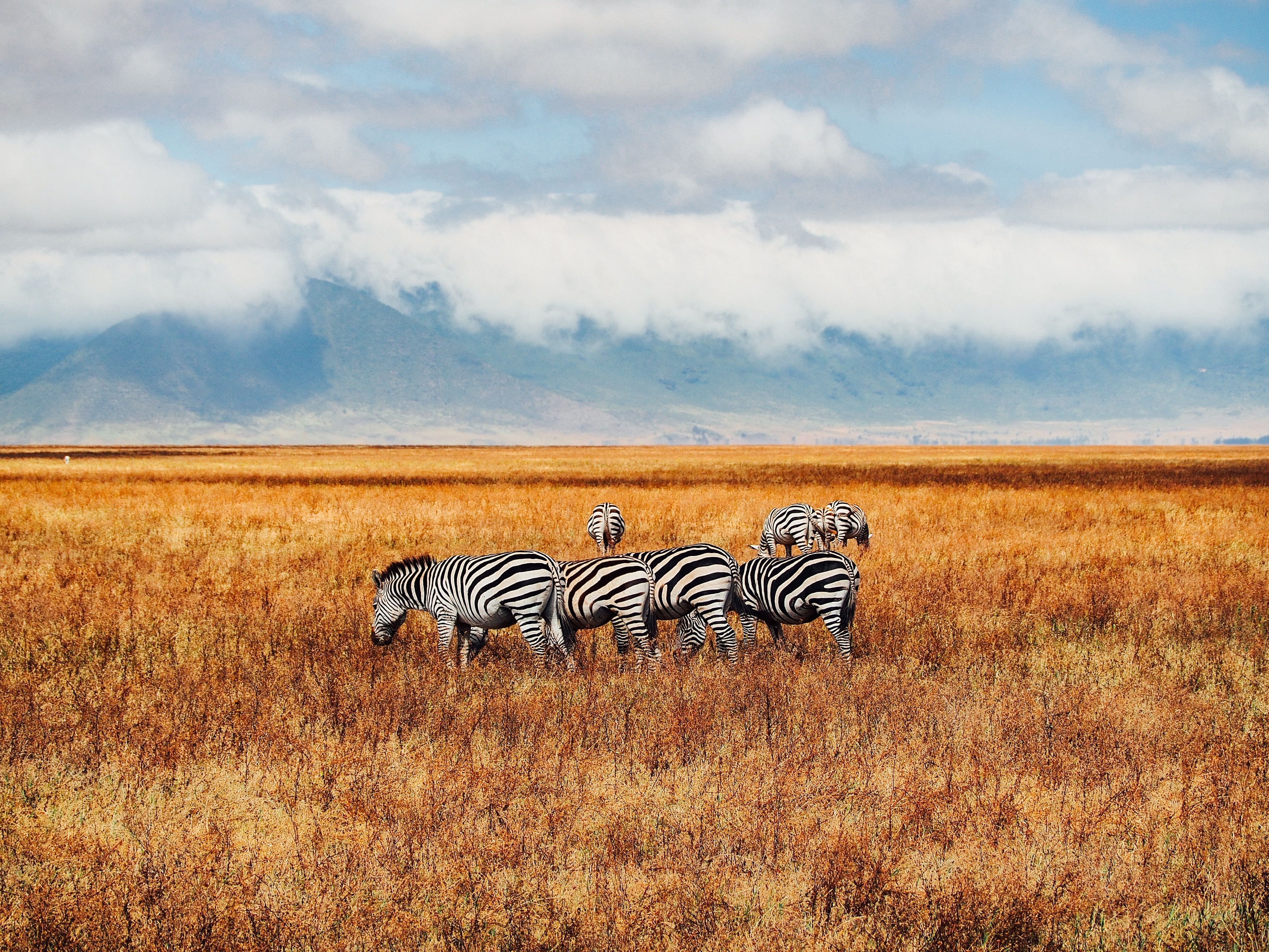 The Best Safaris To Experience In 2024   Jorge Tung 5betfvtgso Unsplash 64771f5fe191a 