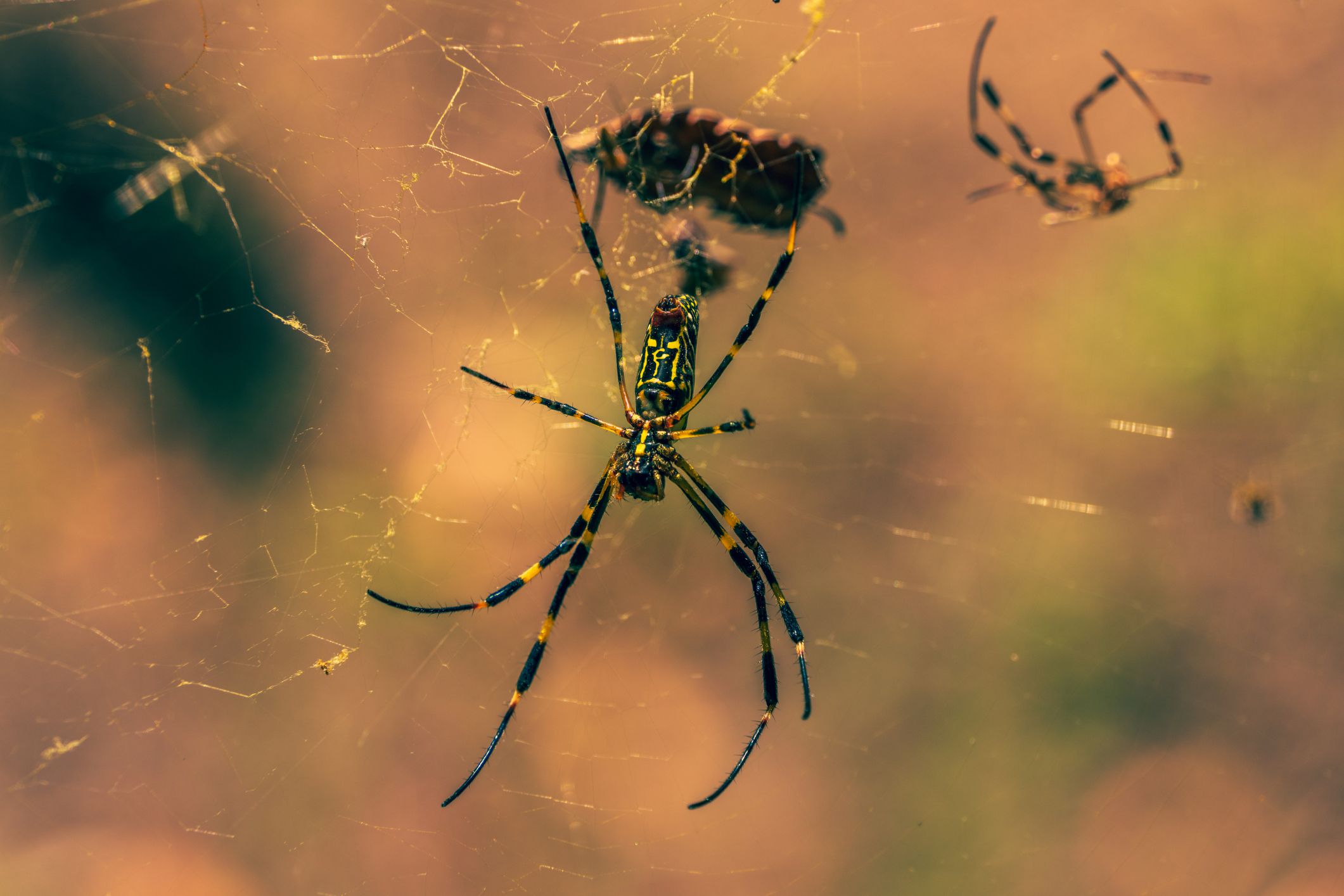 Joro spider is rapidly spreading in the U.S. They're not after you.