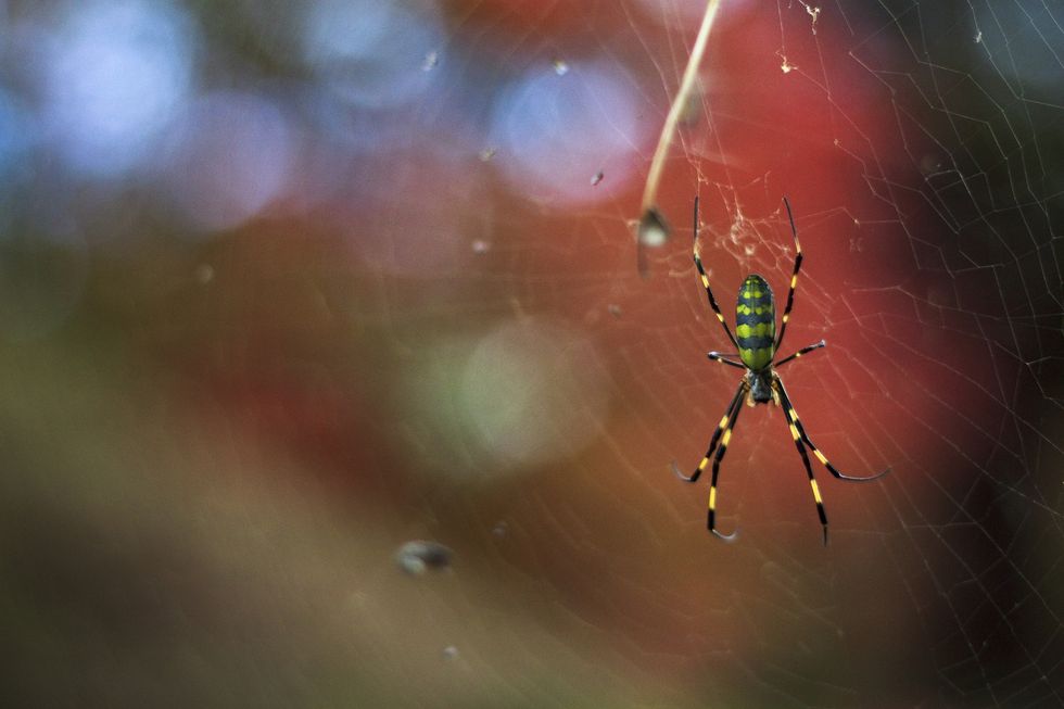 This spider web is strong enough for a bird to sit on, a scientific first