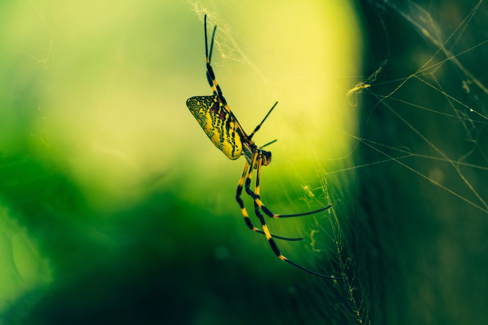 Photos: World's Biggest, Strongest Spider Webs Found