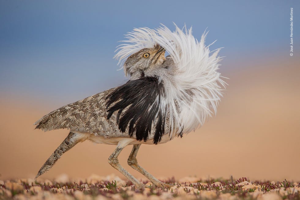 Puff perfect by José Juan Hernández Martinez, Spain Winner, Animal Portraits De winnaar van dit jaar in de categorie Animal Portrait is Jos Juan Hernndez Martinez uit Spanje Hij won met zijn afbeelding van een baltsende mannelijke kraagtrap op de Canarische Eilanden De fotograaf zegt dat hij een kuil in het zand moest graven om op het niveau van de vogel te komen