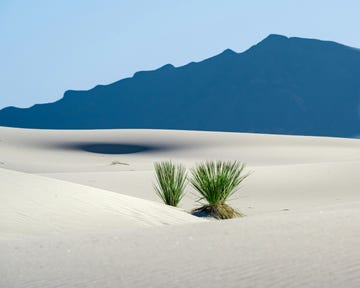 a small plant growing in the sand