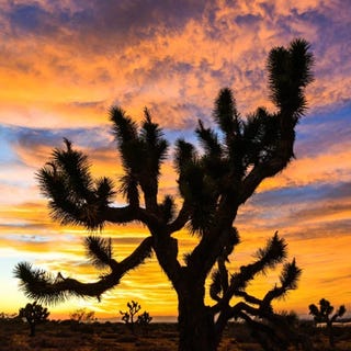 joshua tree