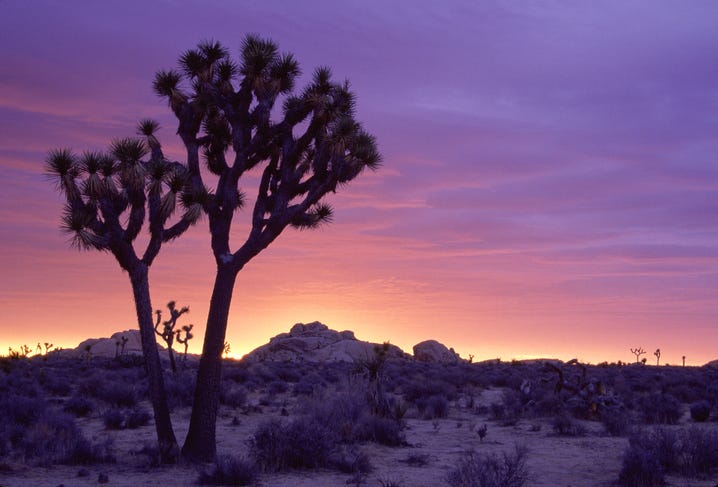 joshua tree sunrise