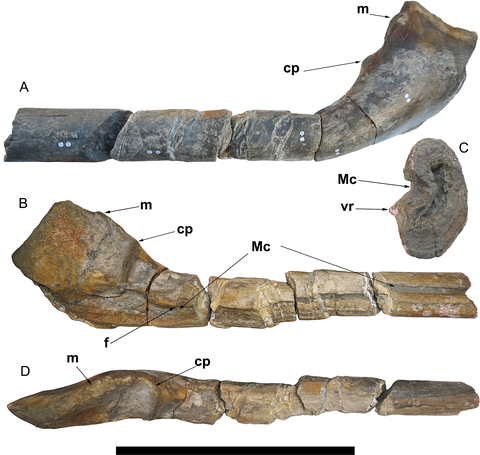 ancient giant fish bones