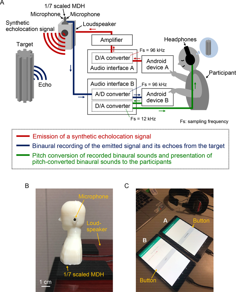 Humans Could Develop a Sixth Sense | Human Echolocation