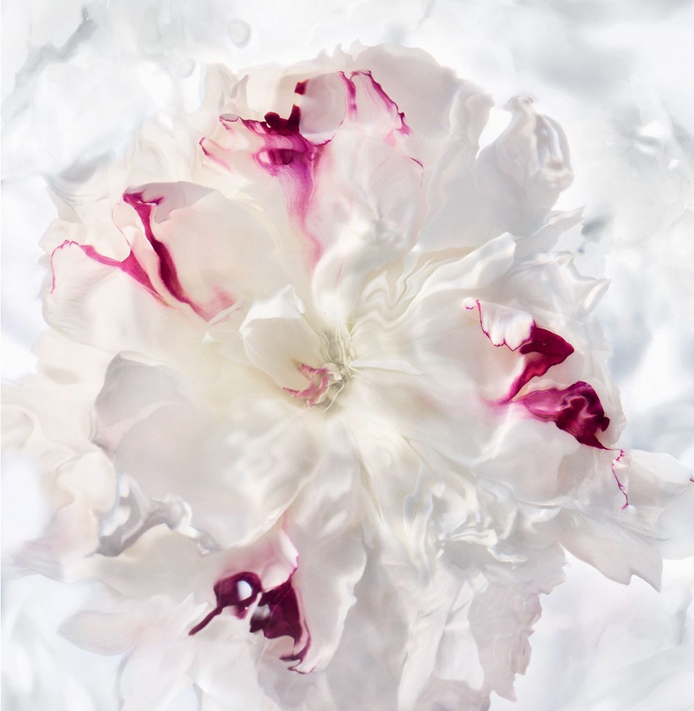 White, Pink, Flower, Petal, Cut flowers, Plant, Spring, Flowering plant, Blossom, Wedding ceremony supply, 
