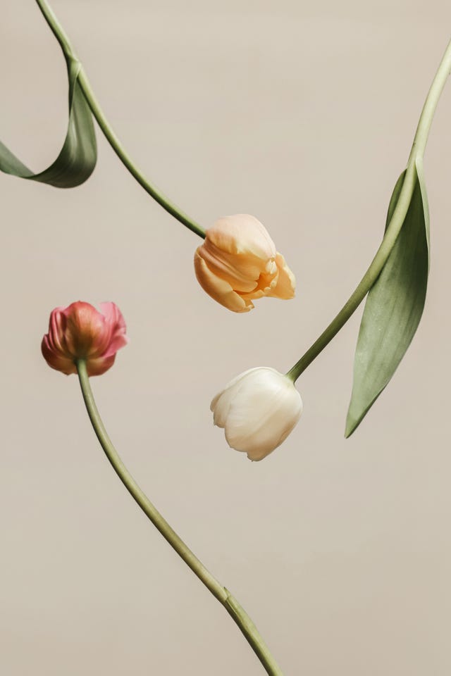 three tulips of different colors against a neutral background