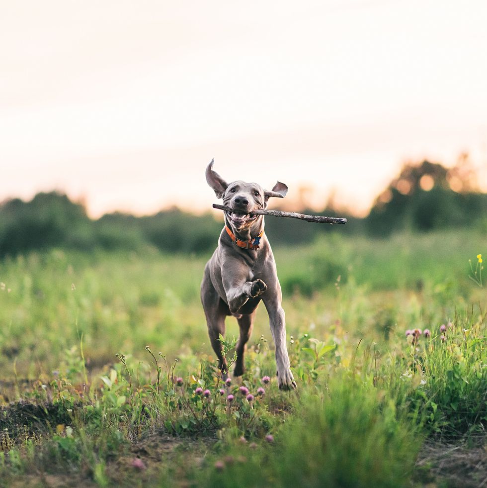 country dog names dog running in field with stick