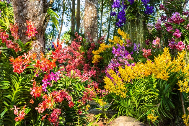 joyful garden