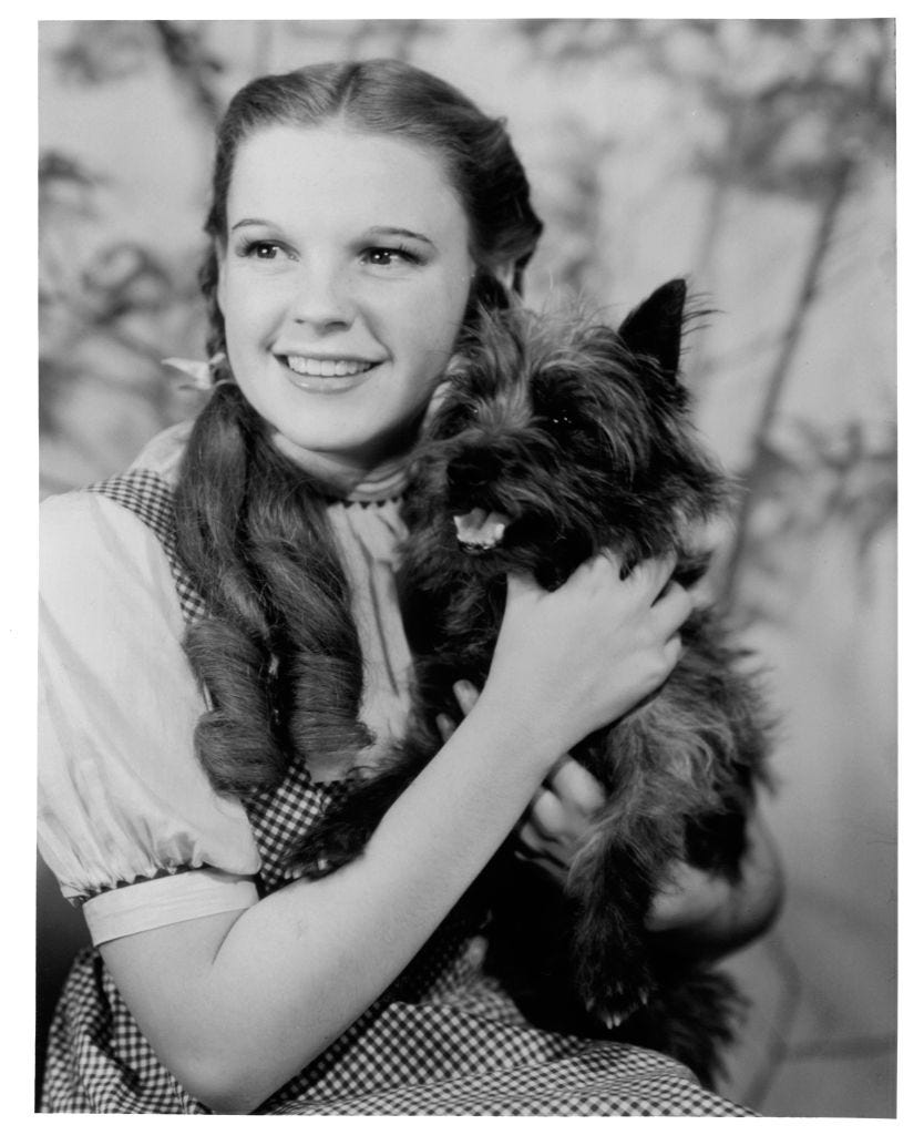 judy garland and toto in 'the wizard of oz'