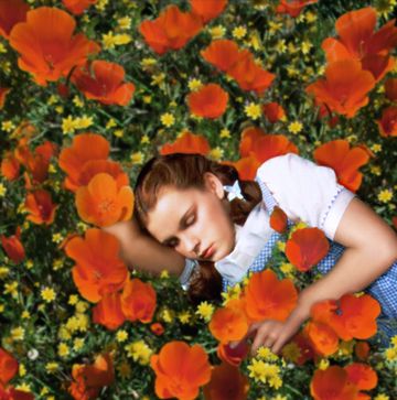judy garland in character for the wizard of oz, she lays down in a field of orange poppy flowers with her eyes closed, she wears a blue gingham dress with a white shirt