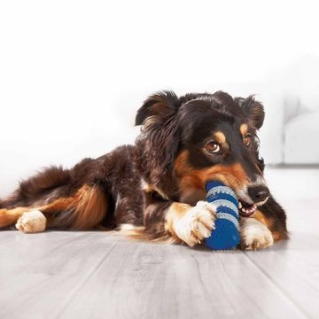 juguete de cuidado dental para perros