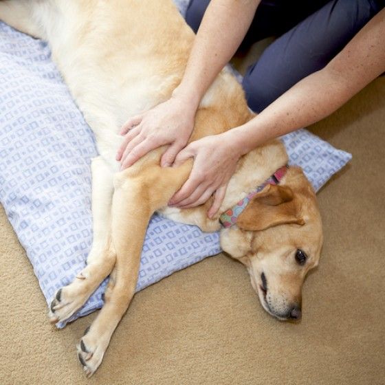 Country Living Spring Fair - Dog massage class