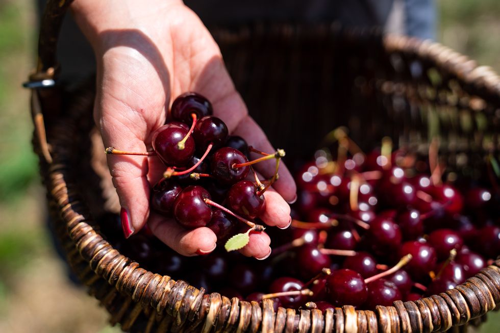 good cherry harvest despite drought