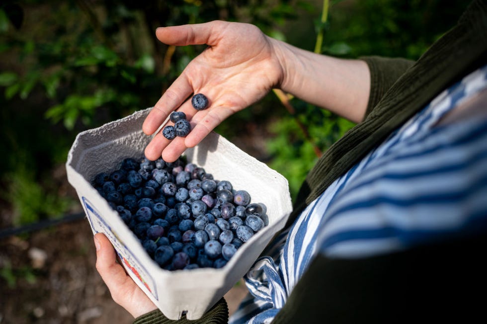 blueberry self picking