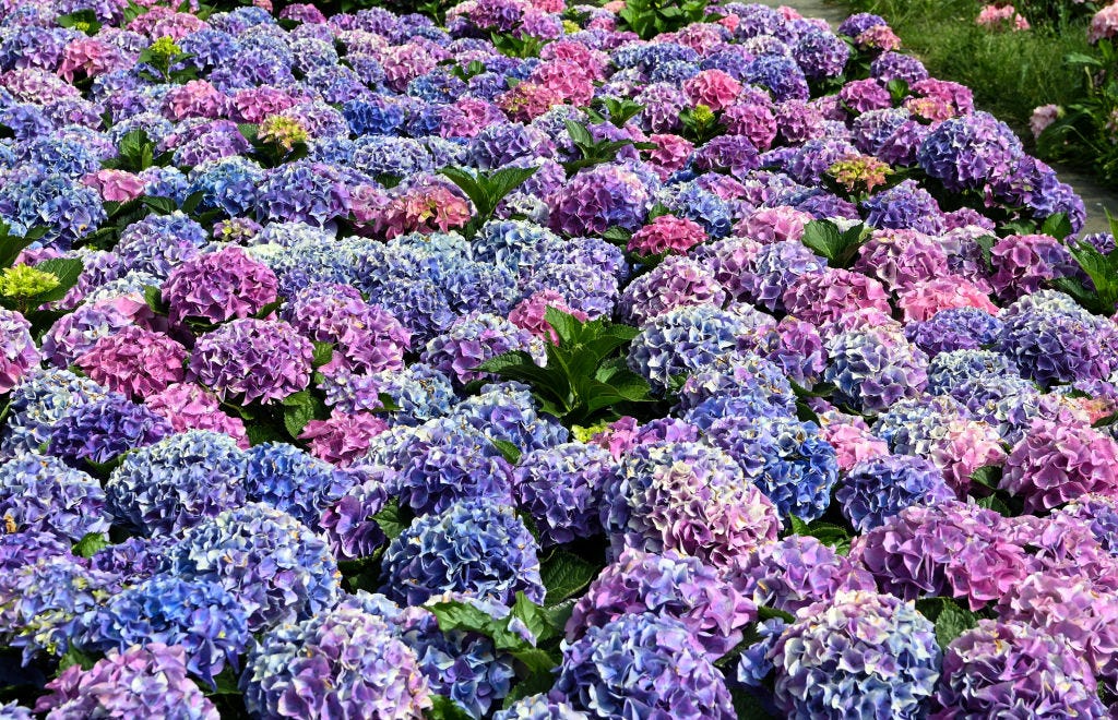 Everything You Need to Know About Hydrangeas