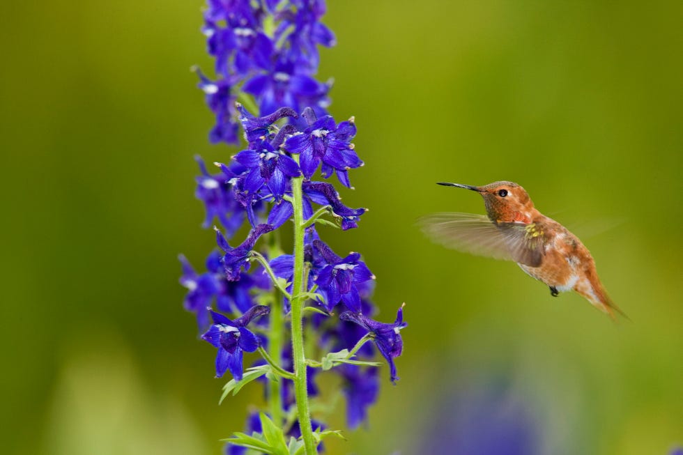 a rufous hummingbird approaches a larkspur flower
