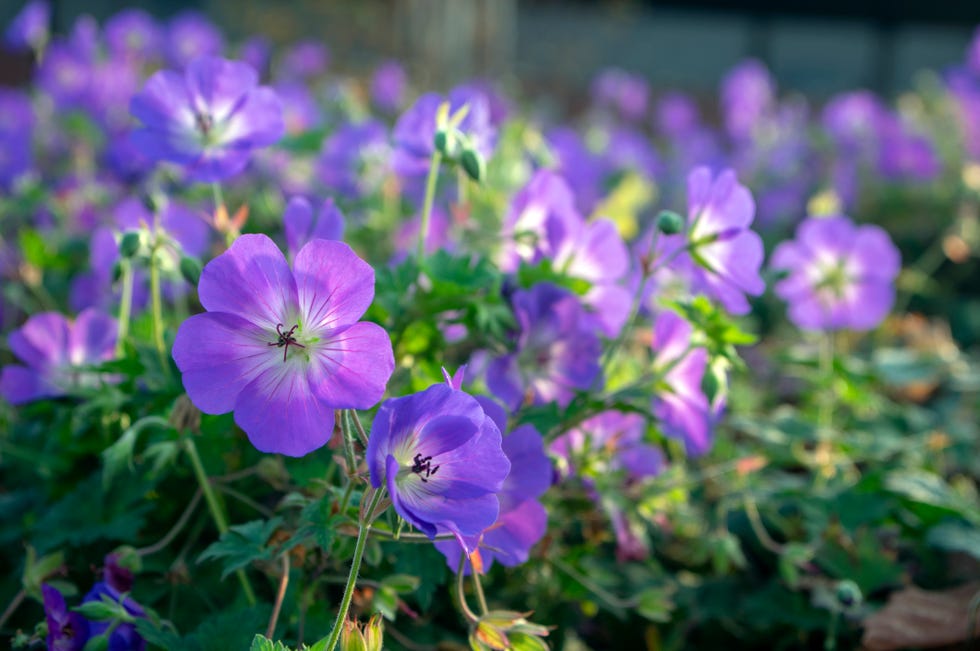 Best Border Plants For Your Garden For Every Month Of The Year