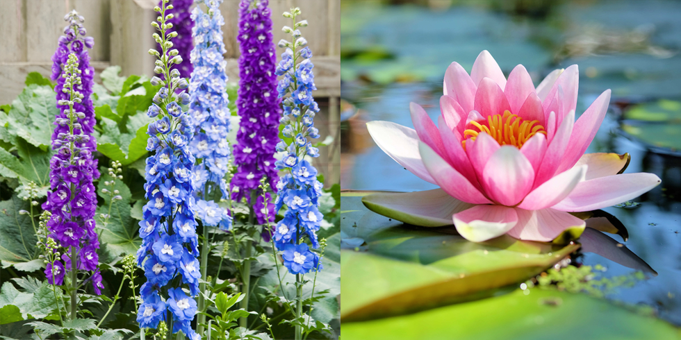 july larkspur and water lily