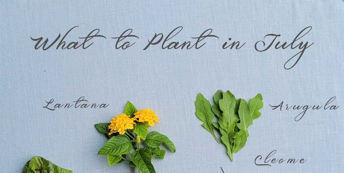 what to plant in july