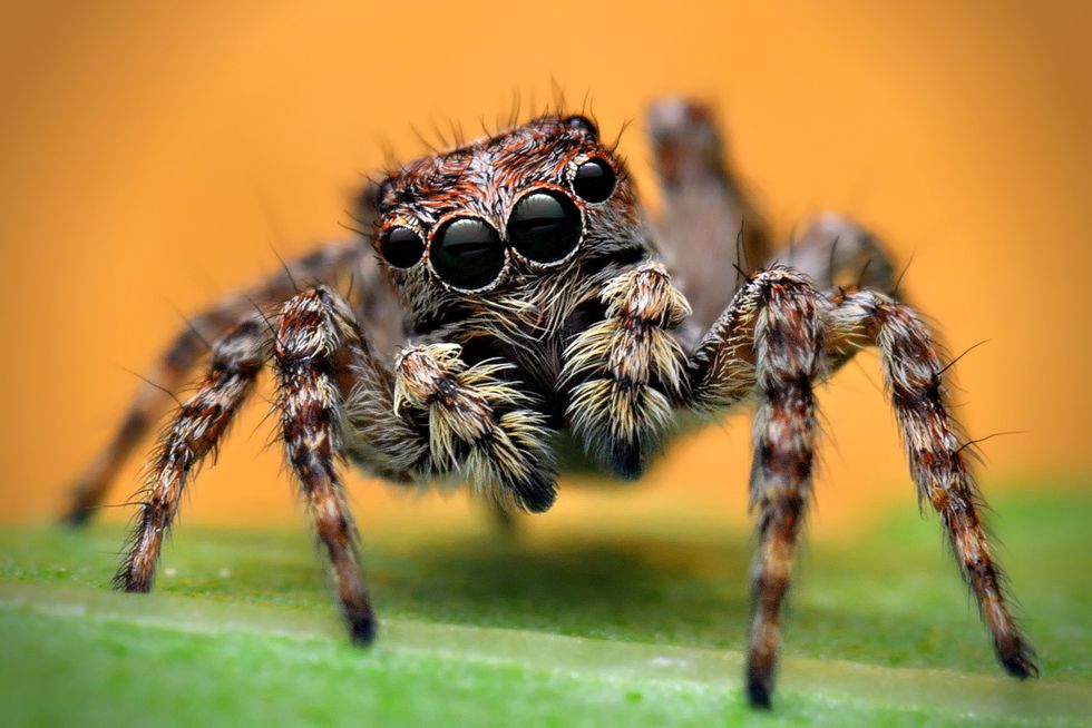 uk spiders – jumping spider