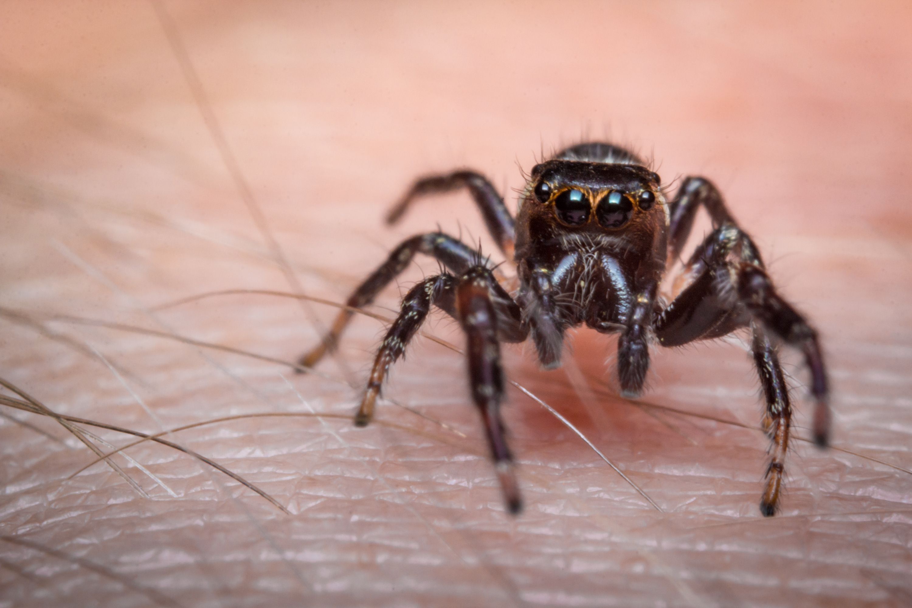 Spider bites - treatment, symptoms and first aid