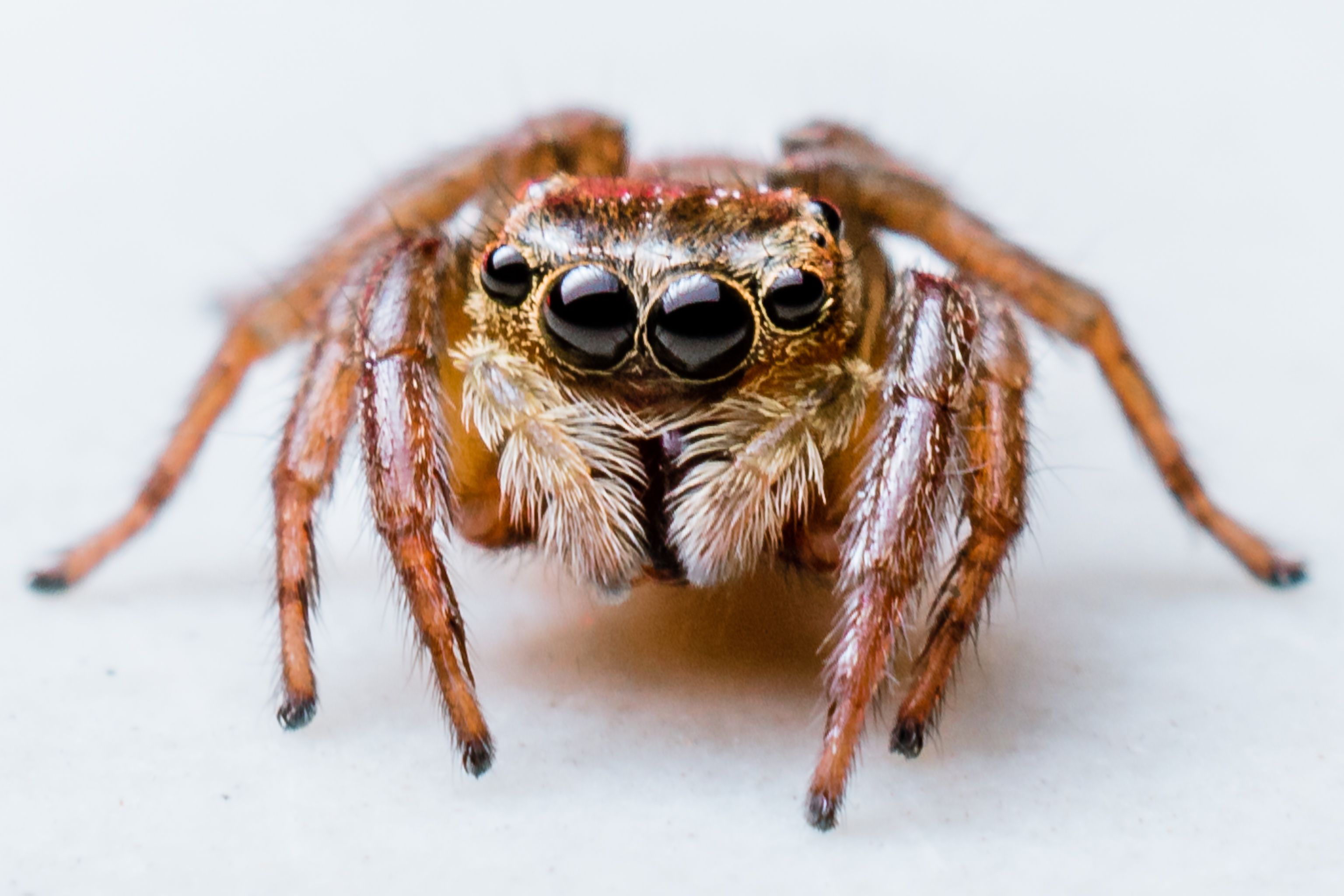 The common spiders of the United States. Spiders -- United States. 7o THE  COMMON SPIDERS the edge are faintly lighter than the rest. The abdomen has  a pointed middle stripe, dark