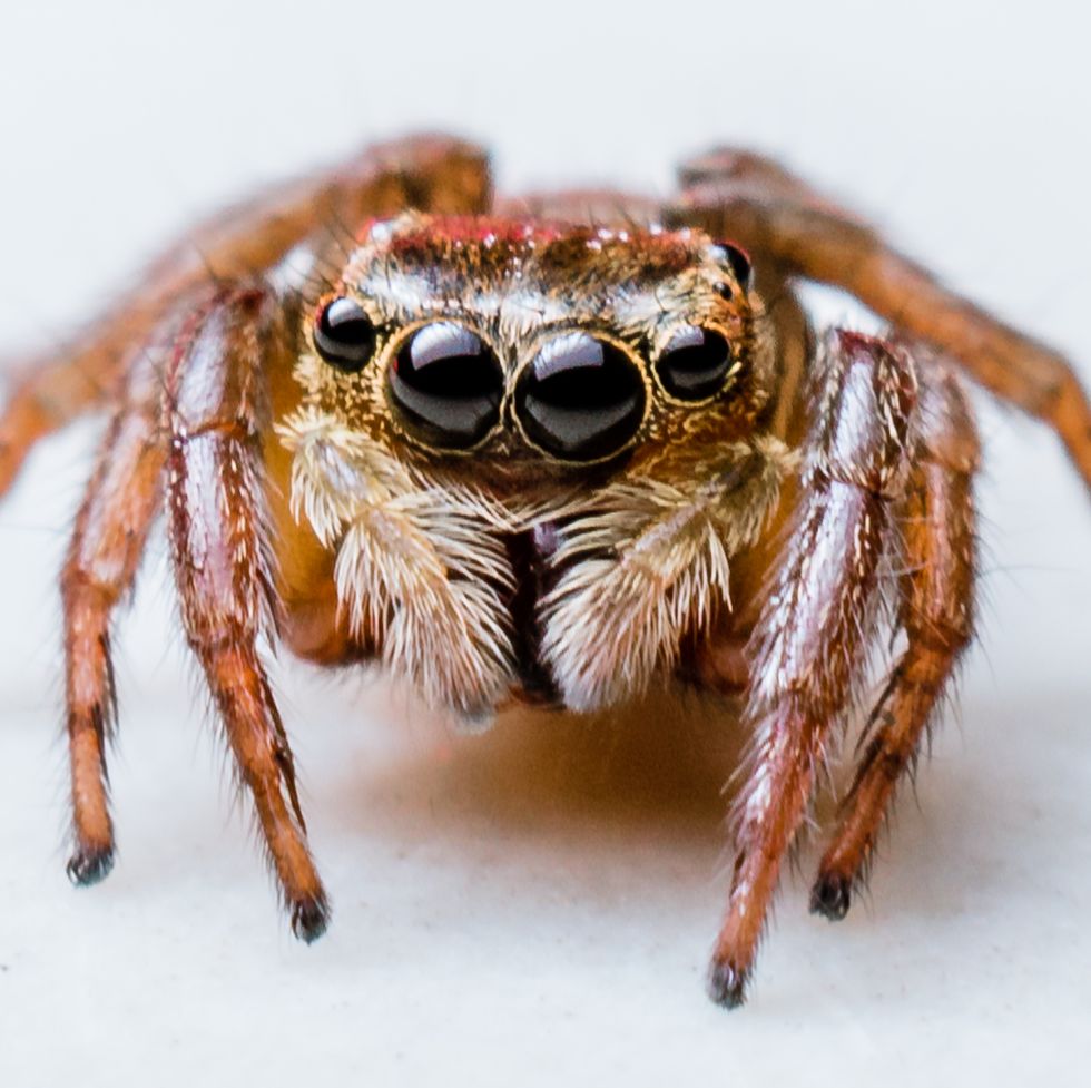 4 Common House Spiders You Might See This Winter