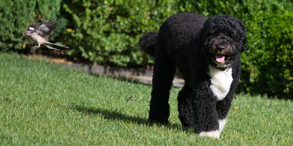 A June 6, 2012 photo shows "Bo" the Obama dog