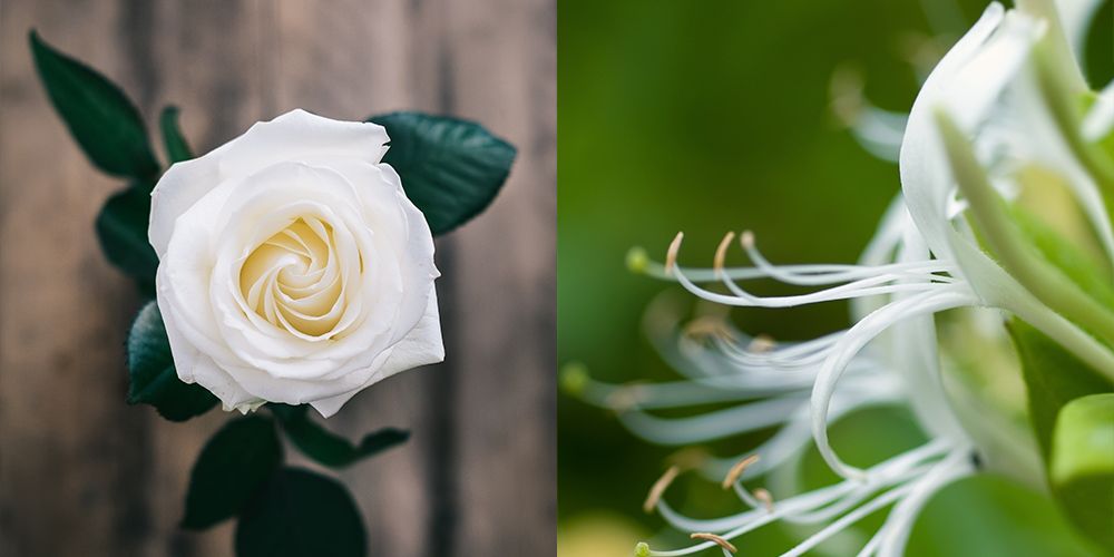 June Birth Flower - Rose and Honeysuckle - Farmers' Almanac