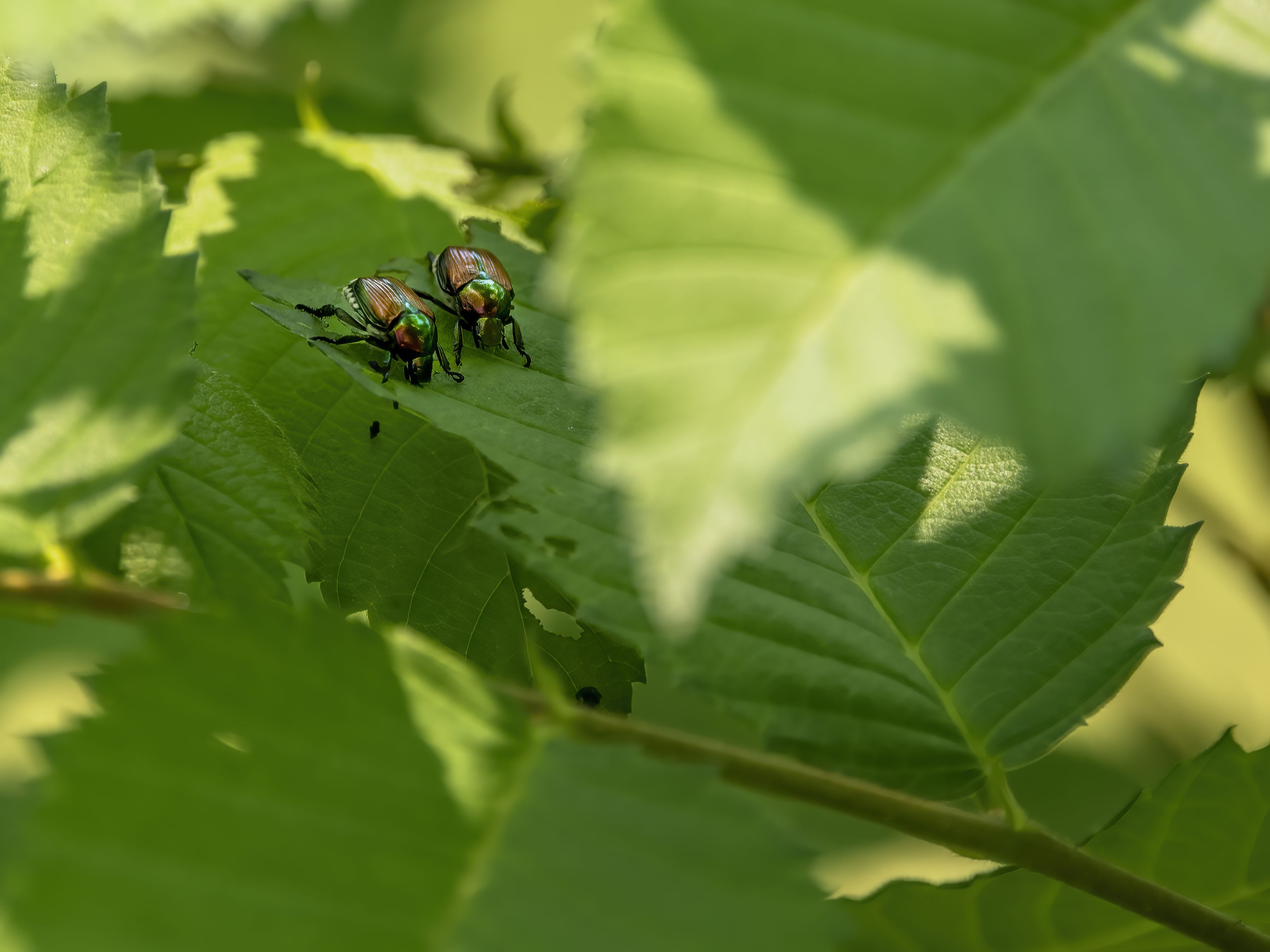 Are June Bugs Dangerous? What Experts Want You to Know Before Beetle ...