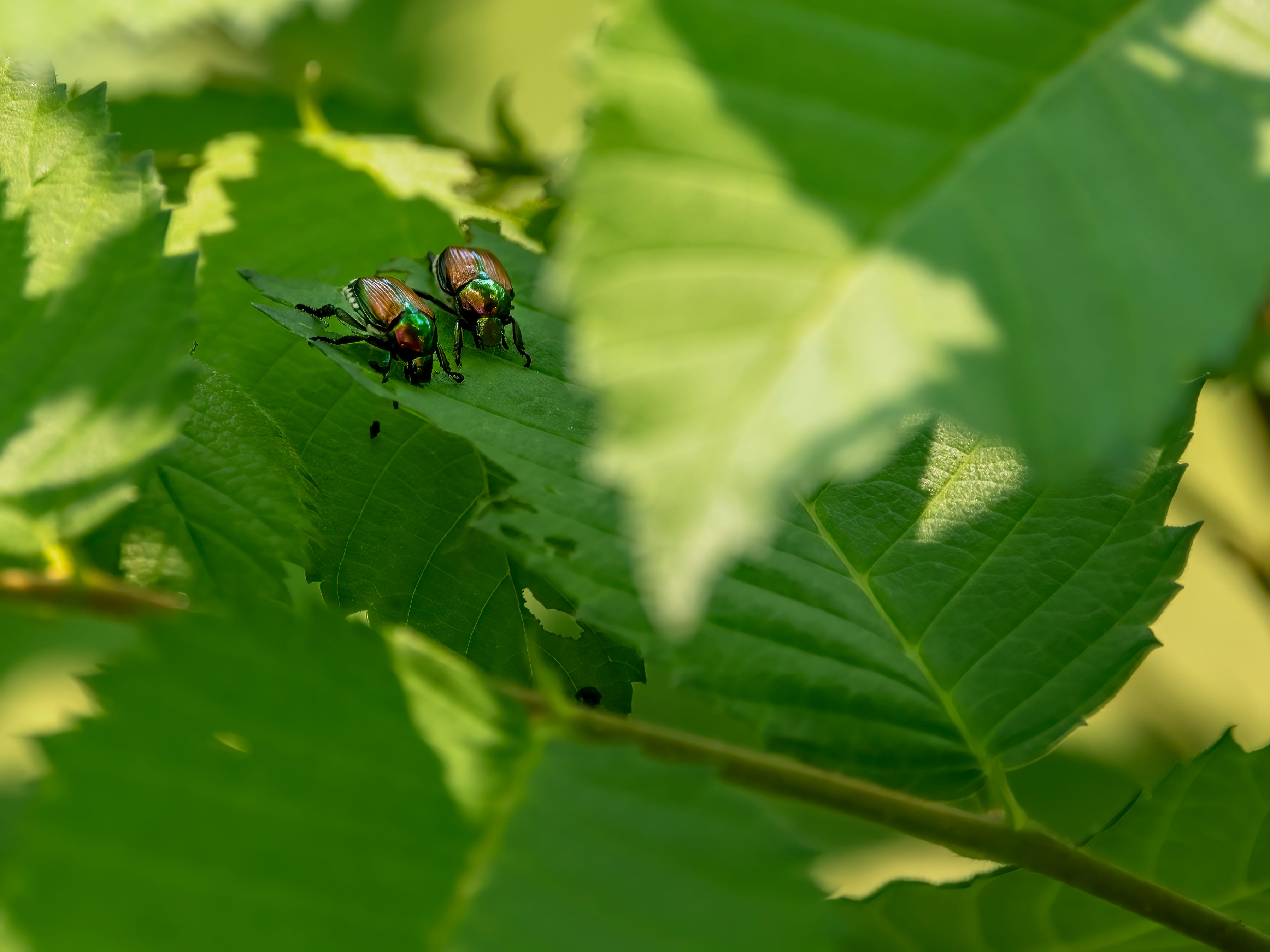 are beetles bad for dogs to eat