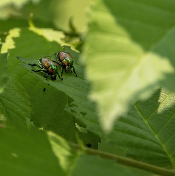 june bugs eating a potted plant and leaves in a backyard