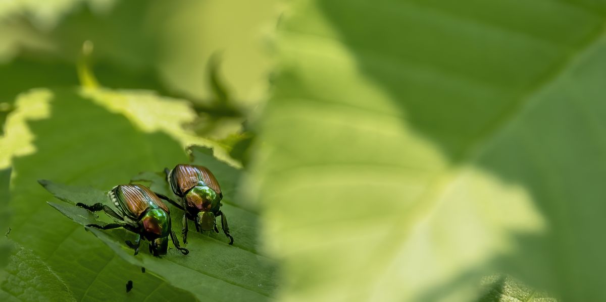 Are June Bugs Dangerous? What to Know About Bites and Removing Beetles