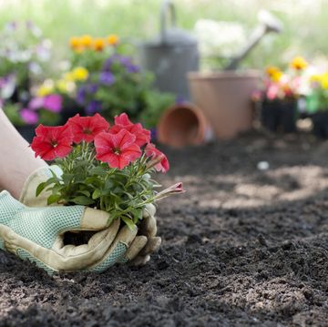 woman planting petunia flowers in her garden