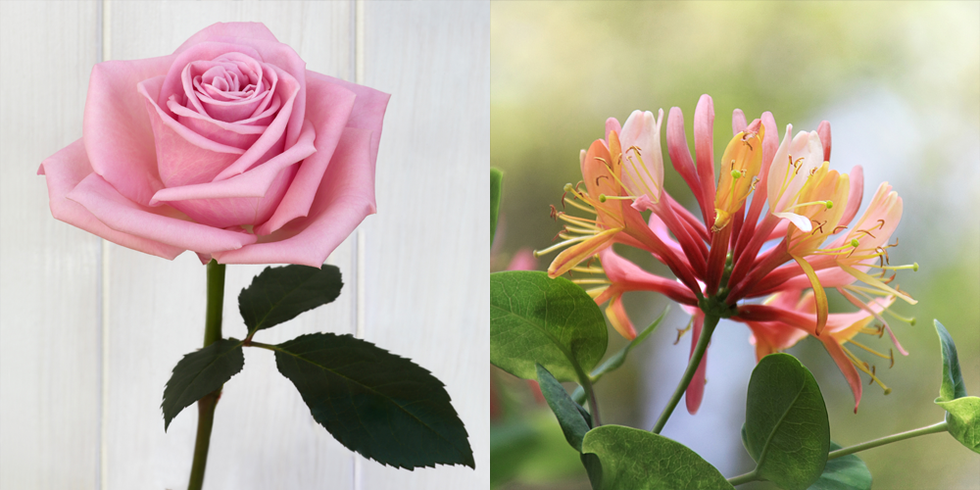 june rose and honeysuckle
