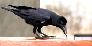 Jungle Crow and nail