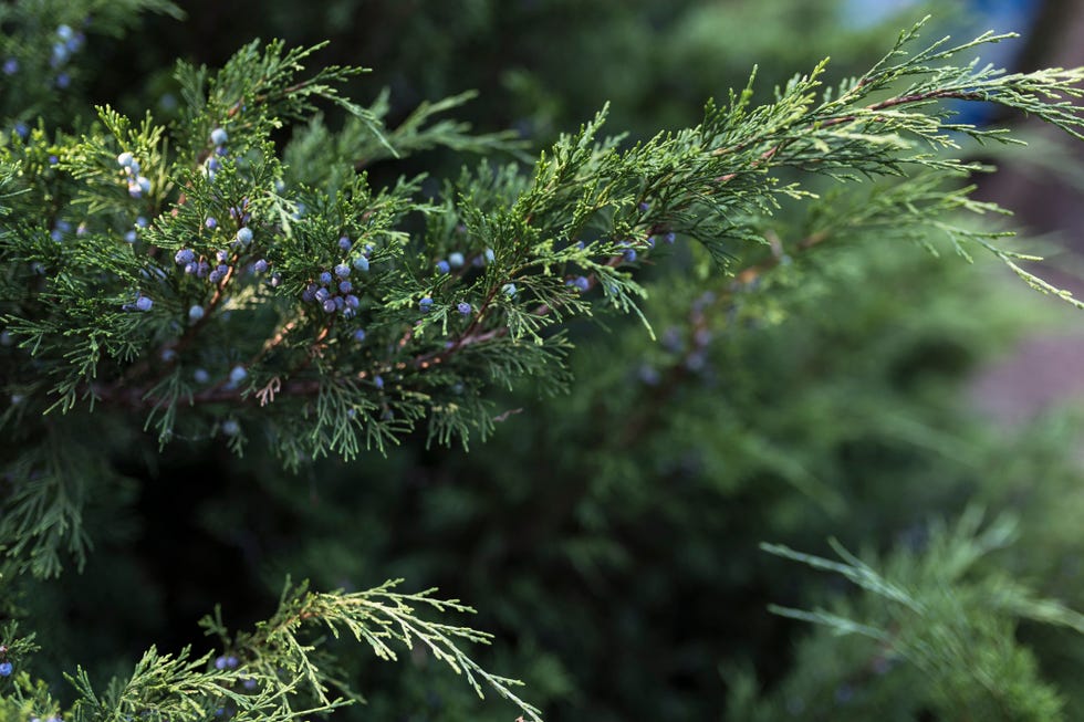 drought tolerant shrubs juniper