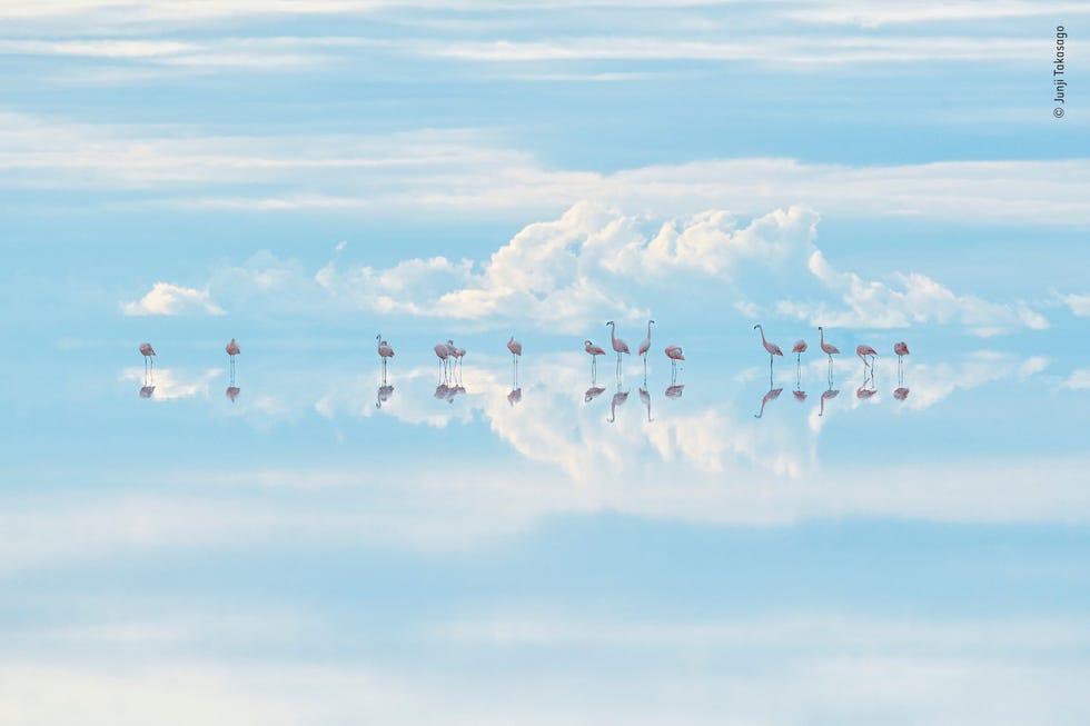 Heavenly flamingos by Junji Takasago, Japan Winner, Natural Artistry Het is moeilijk te zeggen waar de aarde eindigt en de hemel begint in dit winnende plaatje in de categorie Natural Artistry van de Japanse fotograaf Junji Takasago Deze foto genomen in s werelds grootste zoutpan in Salar de Uyuni in Bolivia toont een ecosysteem dat zwaar onder druk staat door de winning van lithium
