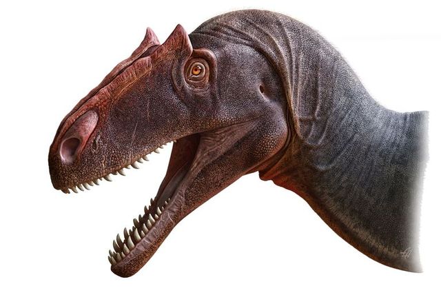 恐竜,化石,新研究,肉食恐竜,写真,アロサウルス
