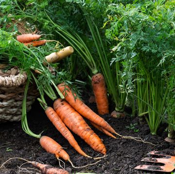 just uprooted juicy carrots in vegetable bed and in basket, carrots growing in garden